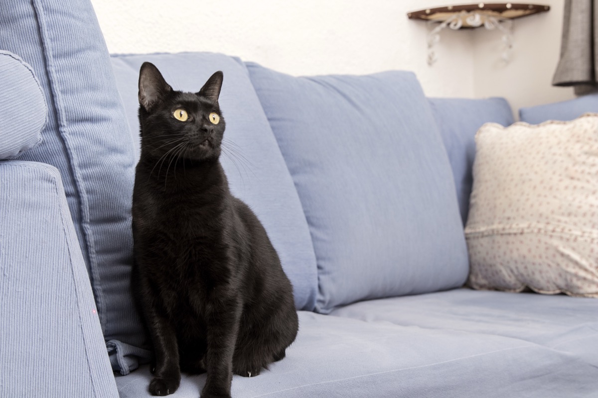 Jaka kanapa przy kotach? Wybór mebla odpornego na sierść