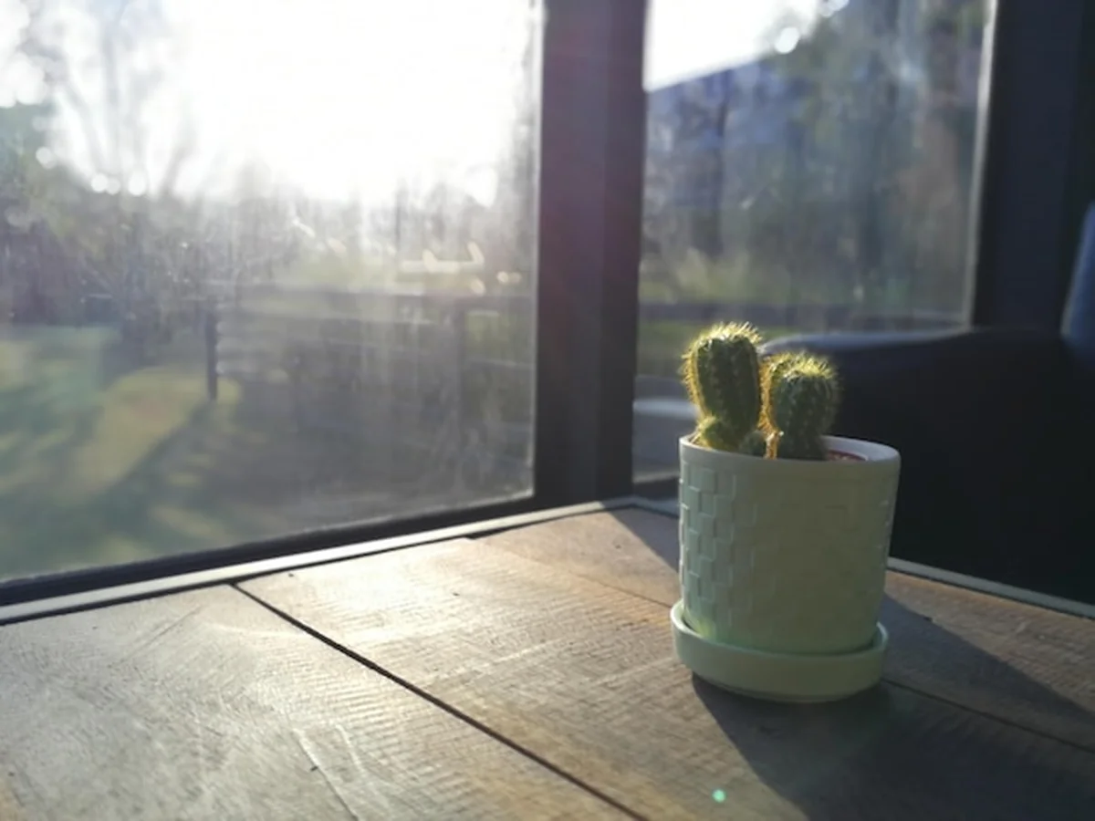 Kaktus w doniczce na stole przy oknie